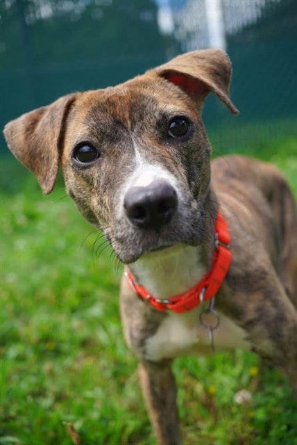 Photo of Squeakers, adoptable Pit Bull Terrier in Springfield, Massachusetts