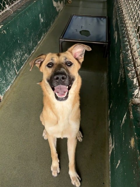 Photo of Dixie, adoptable Terrier mix in Miami, Florida