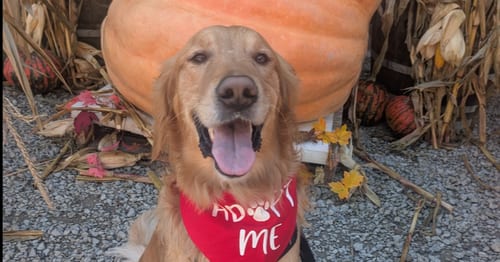 Photo of Griffin, adoptable Golden Retriever in Springdale, Pennsylvania