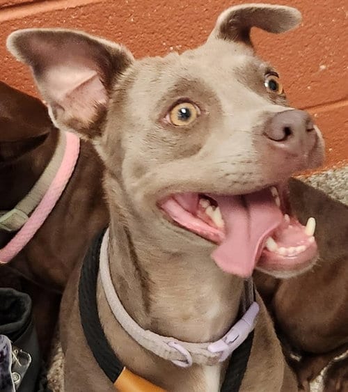 Photo of Pup Pup, adoptable Chihuahua in Pueblo, Colorado