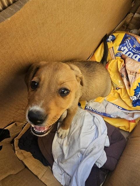 Photo of A171725, adoptable German Shepherd Dog in Bakersfield, California
