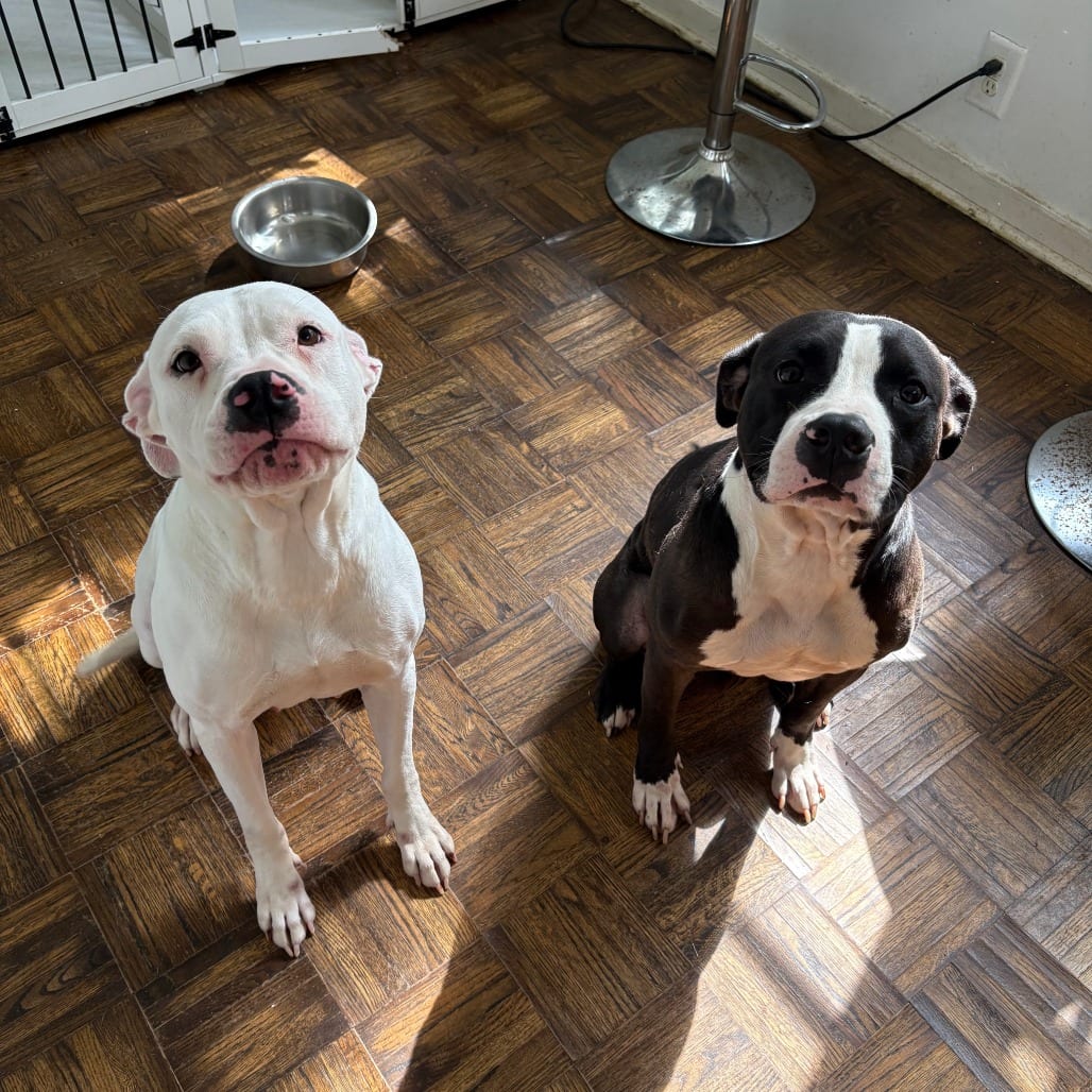Photo of Spooky Dukes - Home to Home, adoptable Terrier, American Pit Bull in South Elgin, Illinois