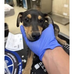 Photo of Val, adoptable Shepherd (Unknown Type) in Jurupa Valley, California