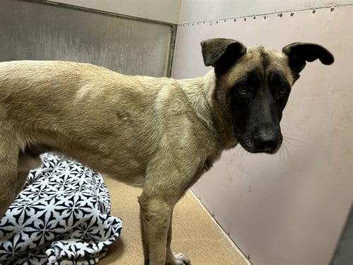 Photo of Terry, adoptable Anatolian Shepherd in Martinez, California