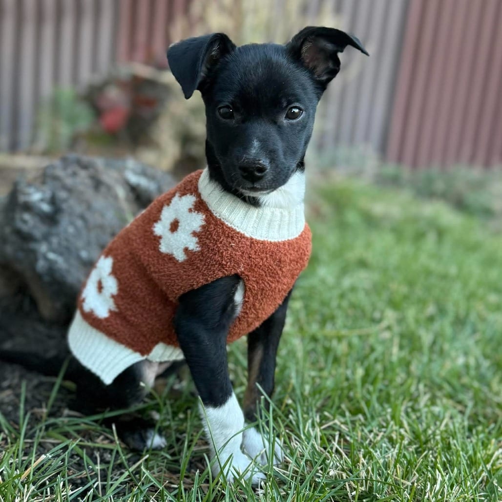 Photo of Amber, adoptable Terrier, Jack Russell / Shepherd, Australian in Bend, Oregon