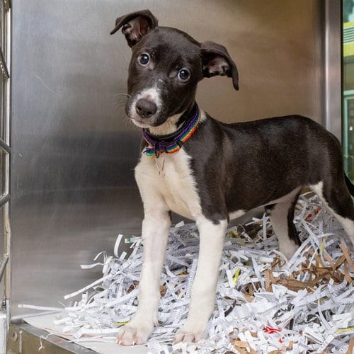 Photo of Pixie, adoptable Border Collie in St Louis, Missouri