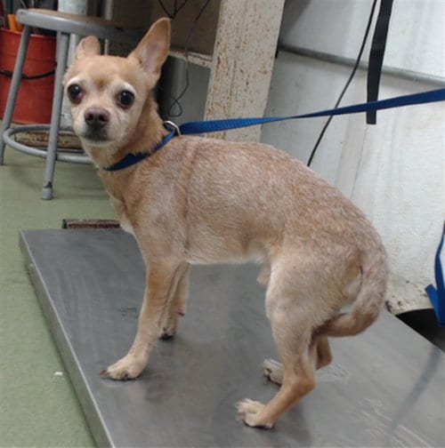 Photo of Mariner, adoptable Chihuahua in San Bernardino, California