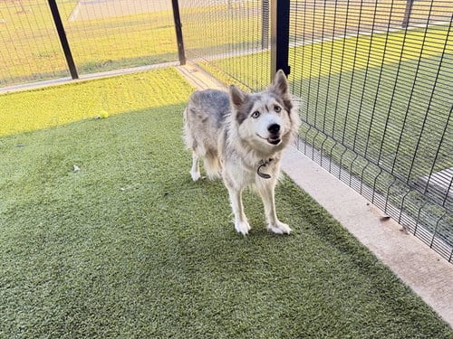 Photo of Jeans, adoptable Siberian Husky in Garland, Texas