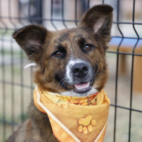 Photo of Evita, adoptable Australian Shepherd in San Antonio, Texas