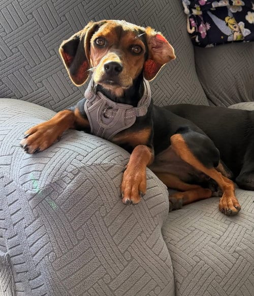 Photo of Miss Minnie, adoptable Dachshund in Germantown, Ohio