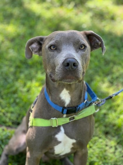 Photo of Damon, adoptable Terrier, Pit Bull/Mix in Annapolis, Maryland