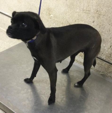 Photo of Misty, adoptable Pug in Riverside, California