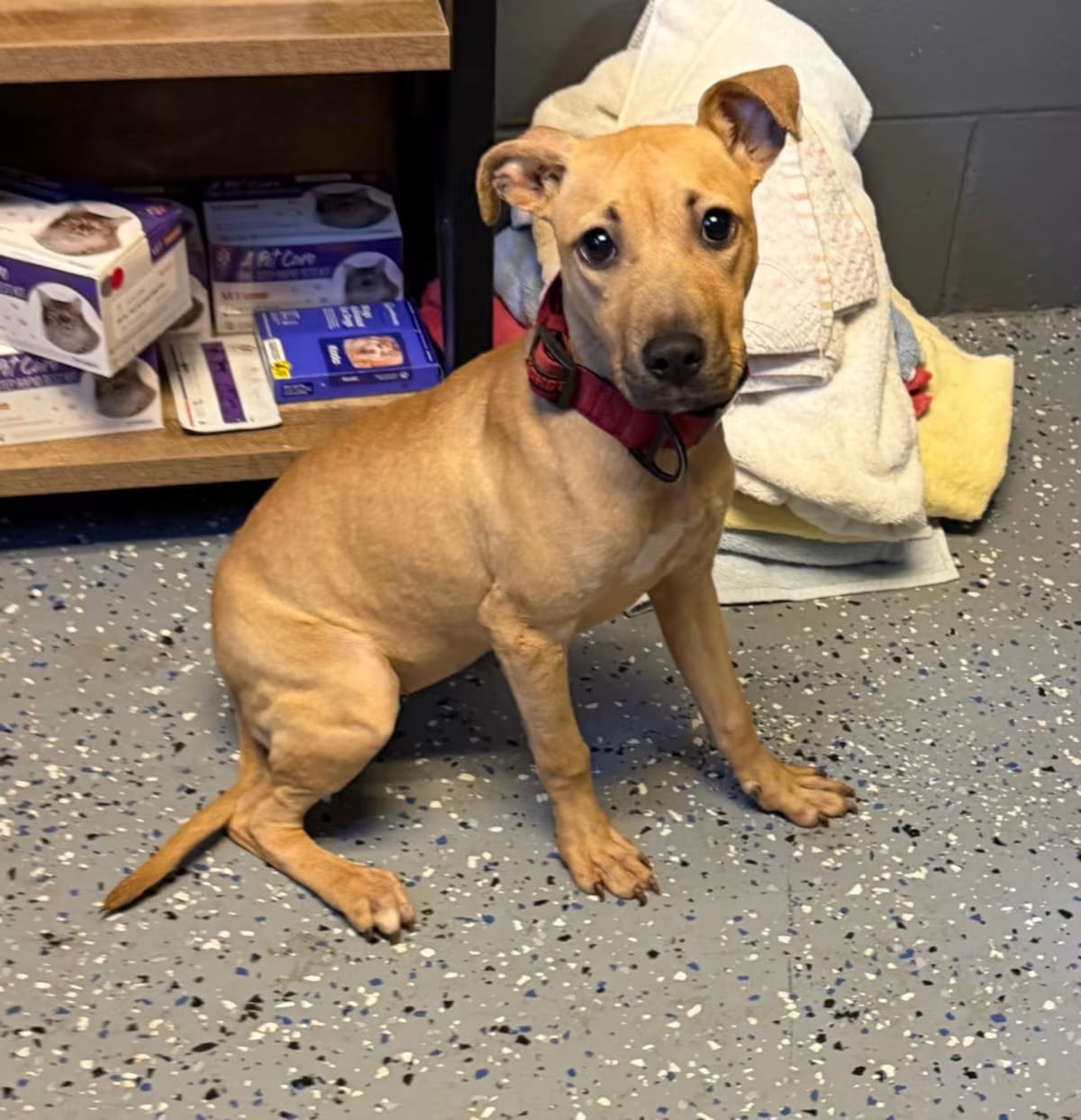 Photo of Kayda, adoptable Hound (Unknown Type)/Mountain Cur in Tuscaloosa, Alabama