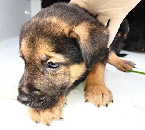 Photo of A661204, adoptable German Shepherd Dog in Houston, Texas