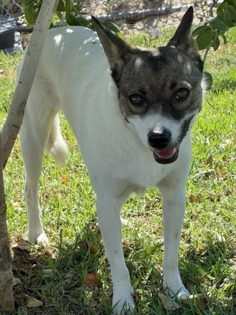 Photo of Princess, adoptable Chihuahua in San Bernardino, California