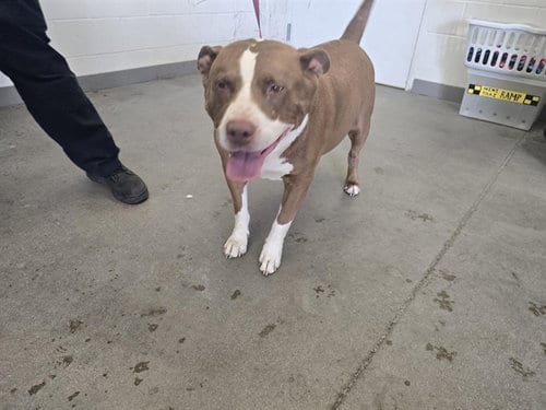 Photo of Nick, adoptable American Bulldog in Mesa, Arizona