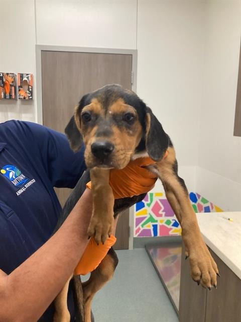 Photo of Neo, adoptable Beagle in Baytown, Texas