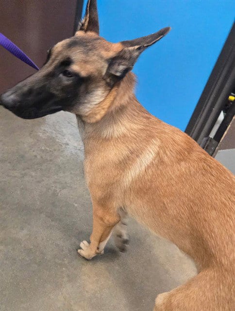 Photo of A170997, adoptable Belgian Shepherd Malinois in Bakersfield, California