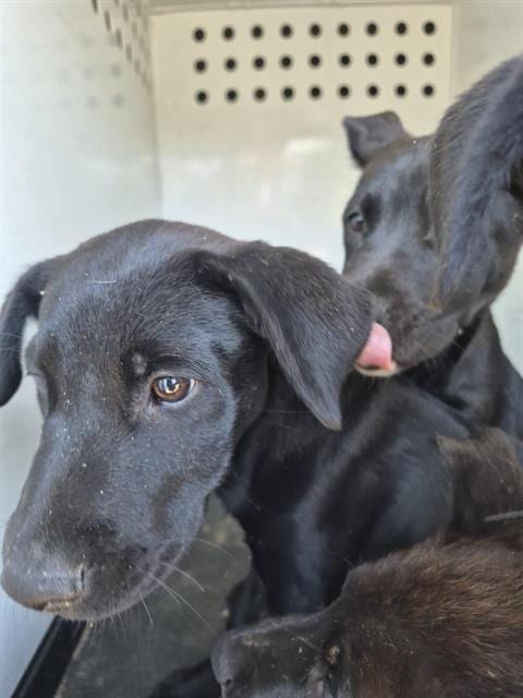 Photo of A169914, adoptable Labrador Retriever in Bakersfield, California