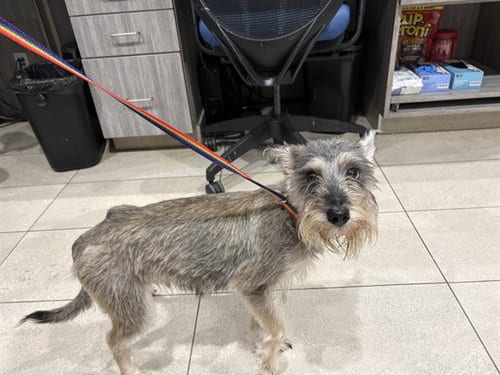 Photo of Kansas, adoptable Schnauzer in Garland, Texas