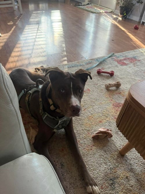 Photo of Letterman Larry, adoptable Unknown breed (short coat) in Greensboro, North Carolina
