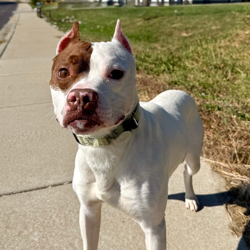 Photo of Maximus The Gladiator ER, adoptable Terrier, American Pit Bull in Union, Missouri