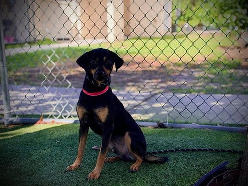 Photo of Budrick Robert, adoptable Beagle in Orlando, Florida
