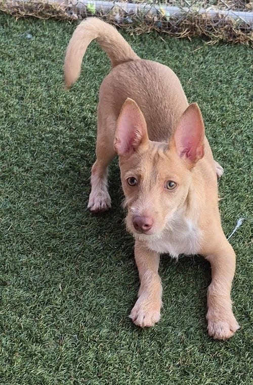 Photo of Landon, adoptable Cairn Terrier in Carrollton, Texas