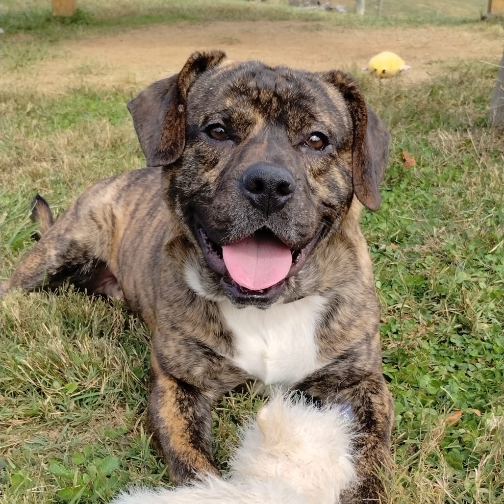 Photo of Flounder, adoptable Mixed Breed (Medium) in Fairfax Station, Virginia