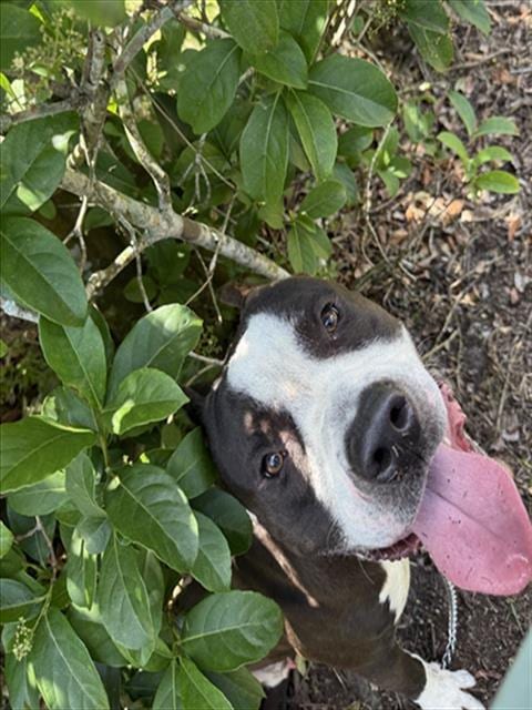 Photo of Jagger, adoptable Terrier in Sanford, Florida