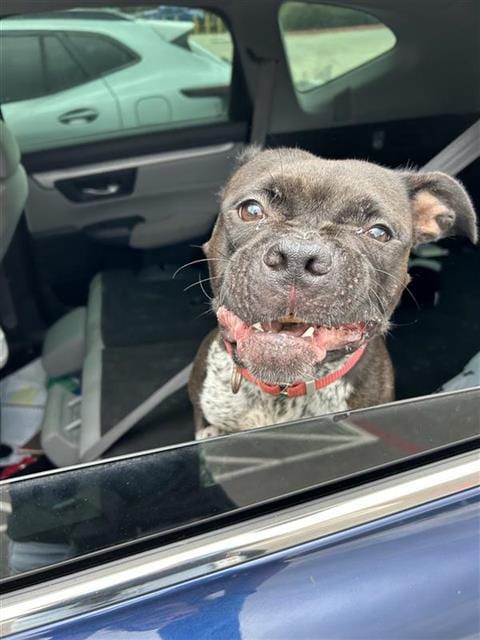 Photo of Jolene, adoptable American Bulldog in San Antonio, Texas