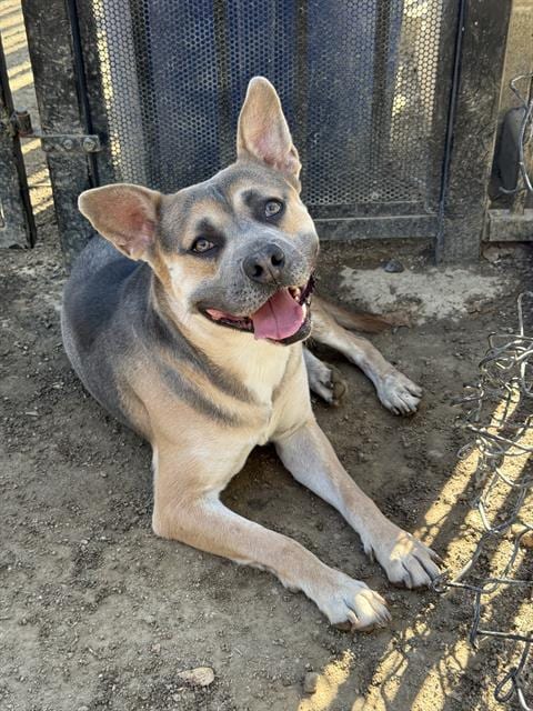 Photo of Dice, adoptable German Shepherd Dog in Riverside, California