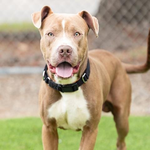 Photo of Tesla, adoptable Pit Bull Terrier in Camarillo, California