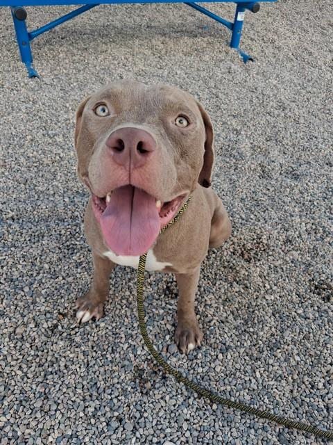 Photo of Enzo, adoptable American Pit Bull Terrier in Mesa, Arizona