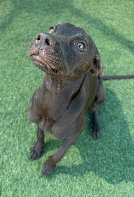 Photo of Elana, adoptable Mixed Breed