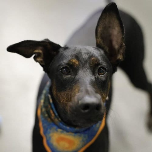 Photo of Ebony, adoptable Doberman Pinscher in San Antonio, Texas