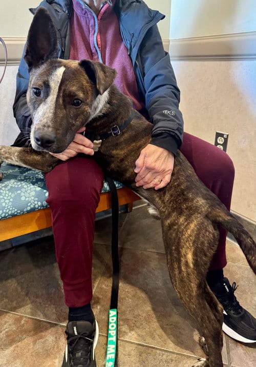 Photo of Stripe, adoptable Cattle Dog in Greenbelt, Maryland