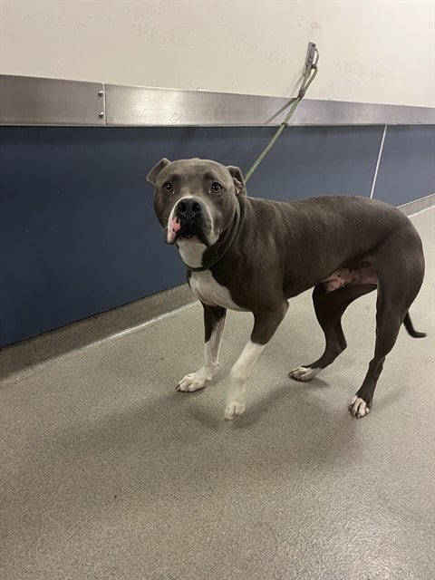 Photo of Chapel, adoptable American Bulldog in Miami, Florida