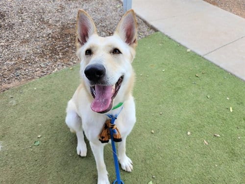Photo of Fiona, adoptable Husky in Phoenix, Arizona