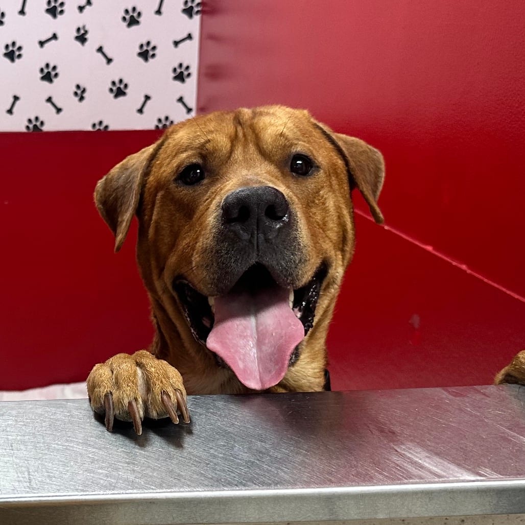 Photo of Pleakely K21, adoptable Mixed Breed (Large) in Union, Missouri
