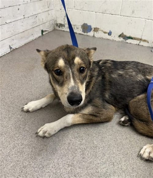 Photo of Bambi, adoptable German Shepherd Dog in San Bernardino, California