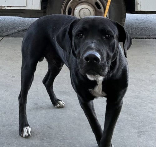 Photo of Jerry, adoptable Pit Bull Terrier in Bakersfield, California