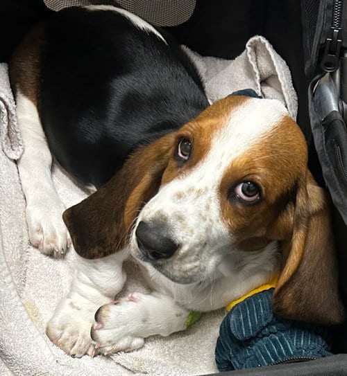 Photo of Sharon, adoptable Basset Hound in Petaluma, California