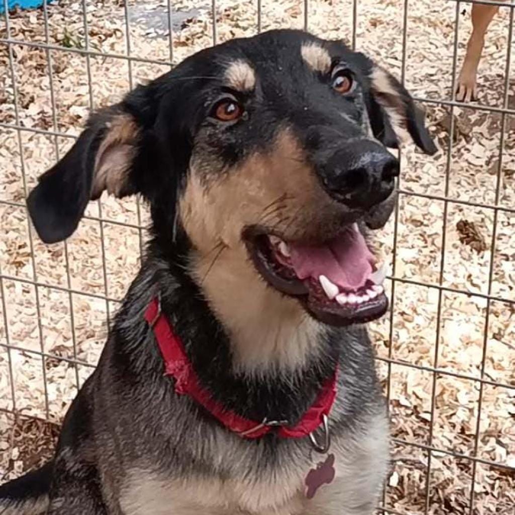 Photo of Ripp, adoptable Hound, Black and Tan Coonhound / Shepherd in Weatherford, Texas