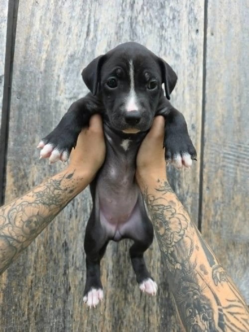 Photo of SR Puppy 2/21, adoptable American Pit Bull Terrier in Frankenmuth, Michigan