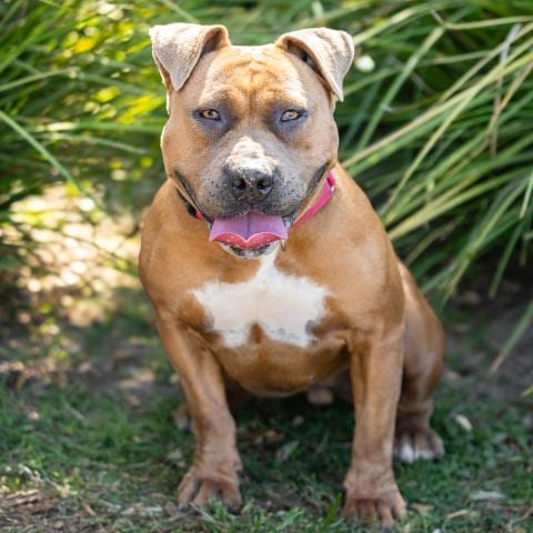 Photo of Chipotle, adoptable Pit Bull Terrier in Camarillo, California