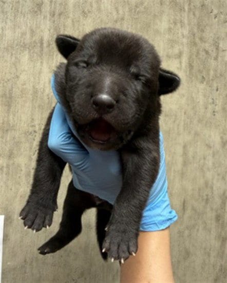 Photo of A596975, adoptable Pit Bull Terrier in San Bernardino, California