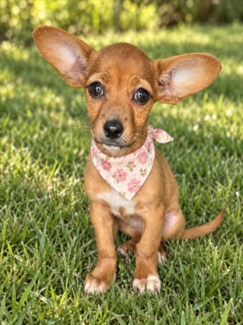 Photo of Starsky, adoptable Chihuahua in Clinton Township, Michigan