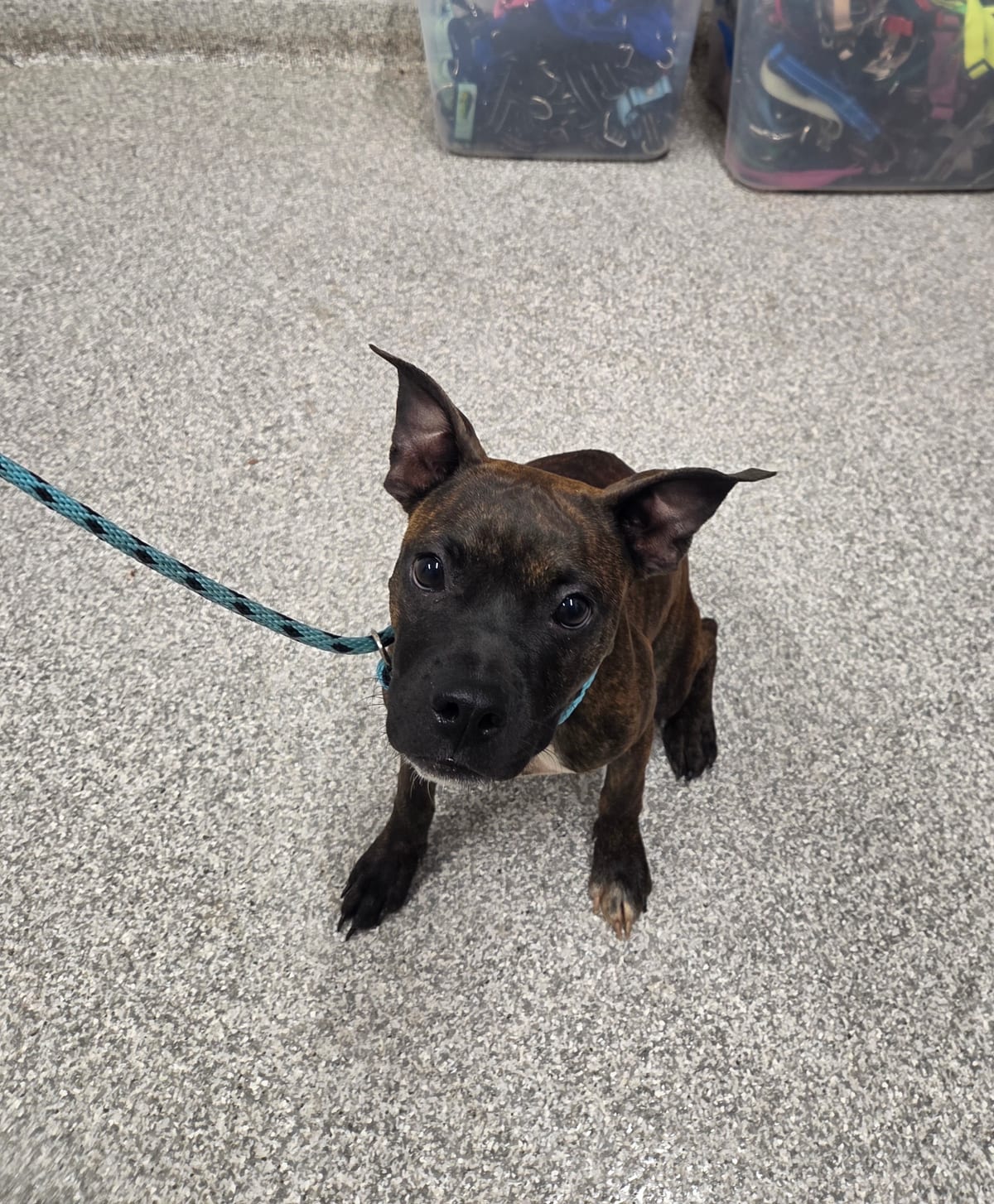 Photo of Jello Salad 2, adoptable dog in Baltimore, Maryland