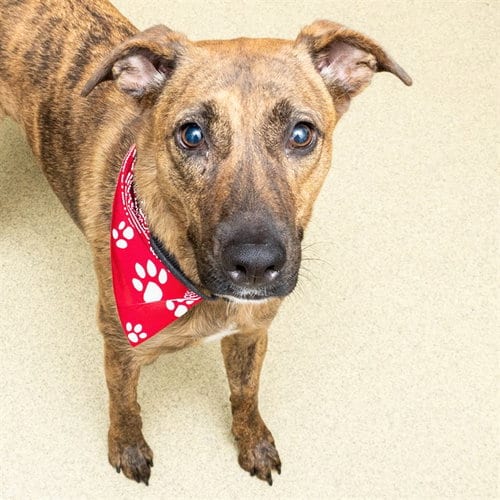 Photo of Peregrine, adoptable Labrador Retriever in St Louis, Missouri